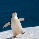 Менеджер по продажам - важная птица